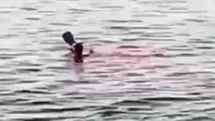 ՏԵՍԱՆՅՈՒԹ. Եգիպտոսում շնաձուկը կծել է զբոսաշրջիկի ձեռքը և ոտքը. վերջինս մահացել է