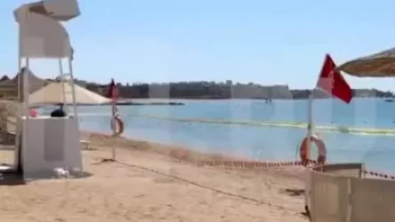 ՏԵՍԱՆՅՈՒԹ. Շնաձկան ևս մեկ հարձակում Եգիպտոսում