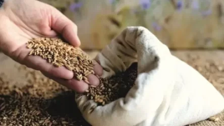 Ցորենի գինը Չիկագոյի ապրանքային բորսայում ավելի քան 3%-ով բարձրացել է «հացահատիկի գործարքի» չերկարաձգումից հետո