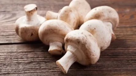 Հայաստանի որ մարզում են ամենաշատը սնկից թունավորվում