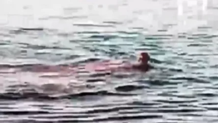 18+ ՏԵՍԱՆՅՈՒԹ. Ո՞նր է եղել Հուրգադայում շնաձկների ագրեսիայի պատճառը. փորձագետ