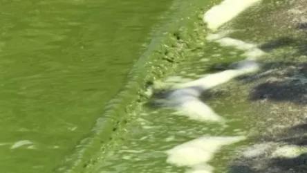 ՏԵՍԱՆՅՈՒԹ. Սևանը կրկին կանաչել է