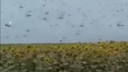 ՏԵՍԱՆՅՈՒԹ․ Ասիական մորեխները հարձակվել են Կրասնոդարի դաշտերի վրա