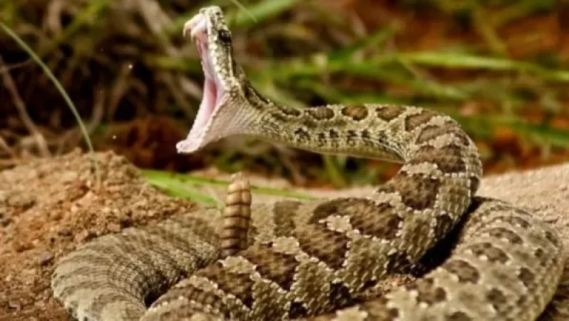 Բազմաղբյուրում 12-ամյա տղային օձը կծել է