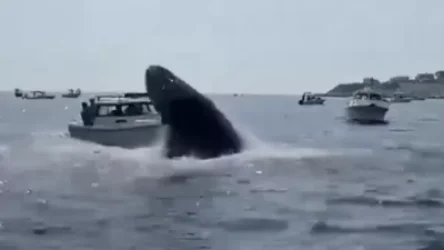 ՏԵՍԱՆՅՈՒԹ․  Ինչպես է հսկա կետը հարձակվել զբոսանավի վրա