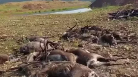 ՏԵՍԱՆՅՈՒԹ․ Յակուտիայում հարյուրից ավելի եղջերու է սատկել անհայտ հիվանդությունից