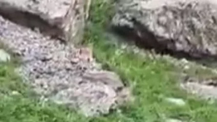 ՏԵՍԱՆՅՈՒԹ․ Ինչպես են ադրբեջանցիները Քարվաճառում որսում Կարմիր գրքում գրանցված բեզոարյան այծին