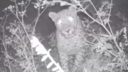 ՏԵՍԱՆՅՈՒԹ․  Կովկասյան ընձառյուծը Խոսրովի անտառում նկատել է տեսախցիկները և հայտնվել կադրում