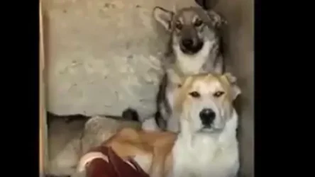 Մի խումբ կամավորներ Քարվաճառի լքված տարածքներից Երևան են բերել շներին ու կատուներին, որոնց տերերը չեն վերցրել իրենց հետ