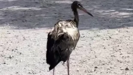 ՏԵՍԱՆՅՈՒԹ. «Հայաստանի արագիլները հիմա այս տեսքն ունեն». Սամսոն Գրիգորյան