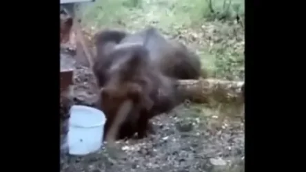 ՏԵՍԱՆՅՈՒԹ․ ՌԴ-ում արջը, որի որջն այրվել է, հրշեջների կացարան է մտել