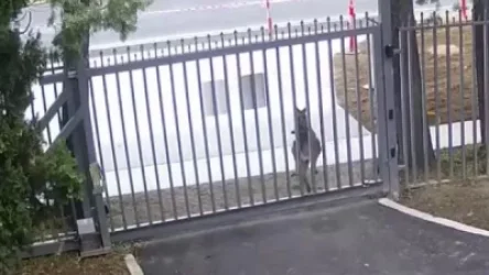 ՏԵՍԱՆՅՈՒԹ․ Ինչպես է կենգուրուն փորձել մտնել Ռուսաստանի դեսպանատան տարածք