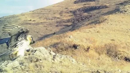 ՏԵՍԱՆՅՈՒԹ. Կարմիրգրքյան գառնանգղն իր ողջ յուրահատկությամբ՝ տեսախցիկի առջև