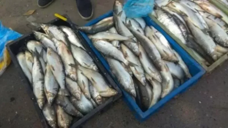 Թբիլիսիի շուկաները հեղեղված են Սևանի սիգով. ինչի՞ հետևանք է սա. «Ժամանակ»