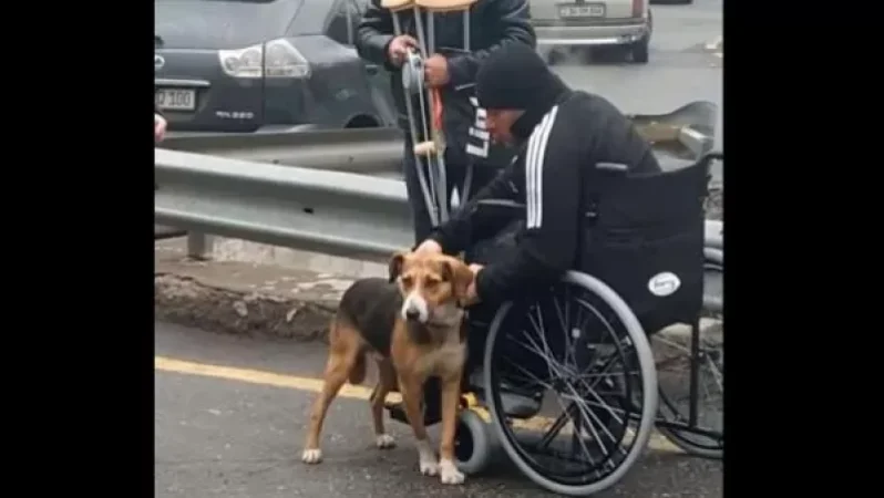 Հիվանդանոցի առաջ սպասող շունը հանդիպեց իր տիրոջը