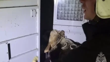 ՏԵՍԱՆՅՈՒԹ. Արջը վախեցրել է Կոստրոմայի բնակիչներին և բարձրացել ծառի վրա