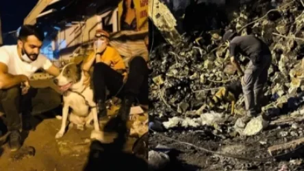 ՏԵՍԱՆՅՈՒԹ. Ֆոռան ու Ռիչինն ահռելի աշխատանք են անում. ինչպե՞ս են աշխատում փրկարար շները