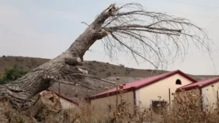 ՏԵՍԱՆՅՈՒԹ. Աղավնոն` հանձնելուց առաջ