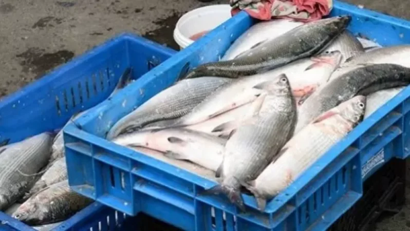 Կառավարությունը կրկնակի ավելացնում է Սևանում սիգի որսի թույլատրելի ծավալը