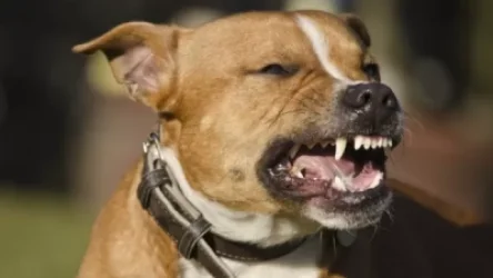 Շան կծման դեպքով 40 մարդ դիմել է հիվանդանոց․ քաղաքապետ