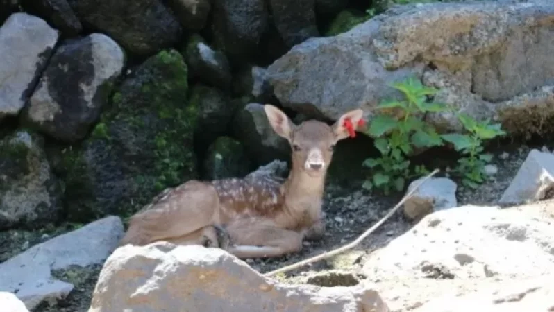 Երևանի կենդանաբանական այգում ծնվել է եվրոպական արու եղնիկ