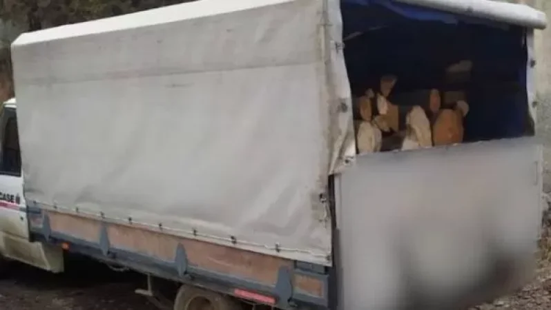 Գուգարքի ոստիկաններն ապօրինի ծառահատման դեպքեր են բացահայտել