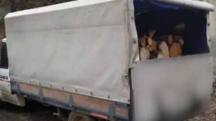 Գուգարքի ոստիկաններն ապօրինի ծառահատման դեպքեր են բացահայտել