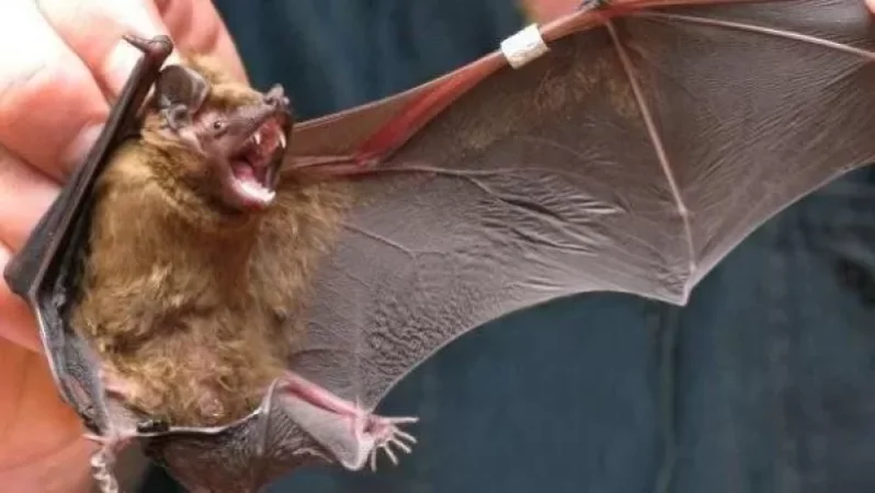 Ուհանի գիտնականները խոստովանել են՝ 2017 թվականին իրենց կծել են չղջիկները