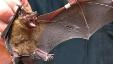 Ուհանի գիտնականները խոստովանել են՝ 2017 թվականին իրենց կծել են չղջիկները