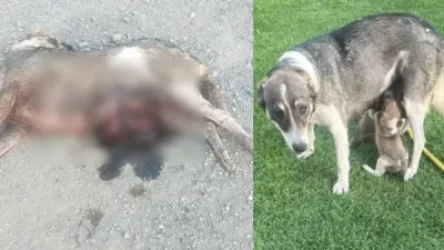 ԱՀԱԶԱՆԳ. «Գտել են շանը կրակված, ձագերը՝անհետացել են». օրենքի մասին, որը չի գործում