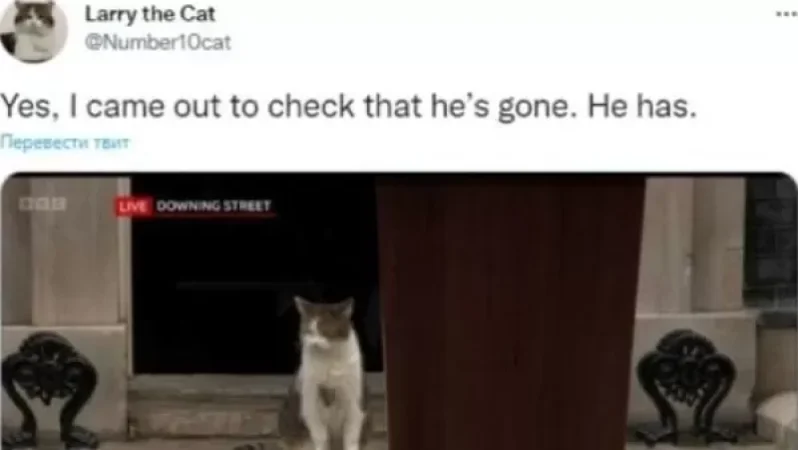 Ջոնսոնի հեռանալուց հետո Լարի անունով հայտնի կատվի գրառումը համացանցային մեմ է դարձել