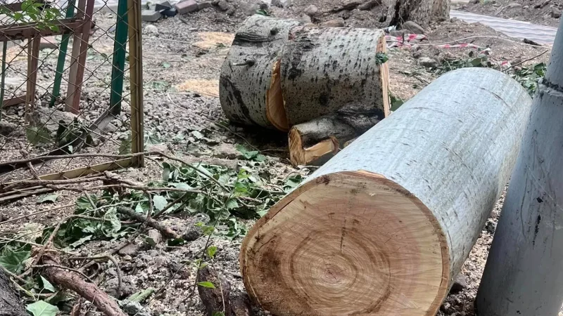 PHOTOS: Cutting of Green Trees and Shrubs in Central Yerevan