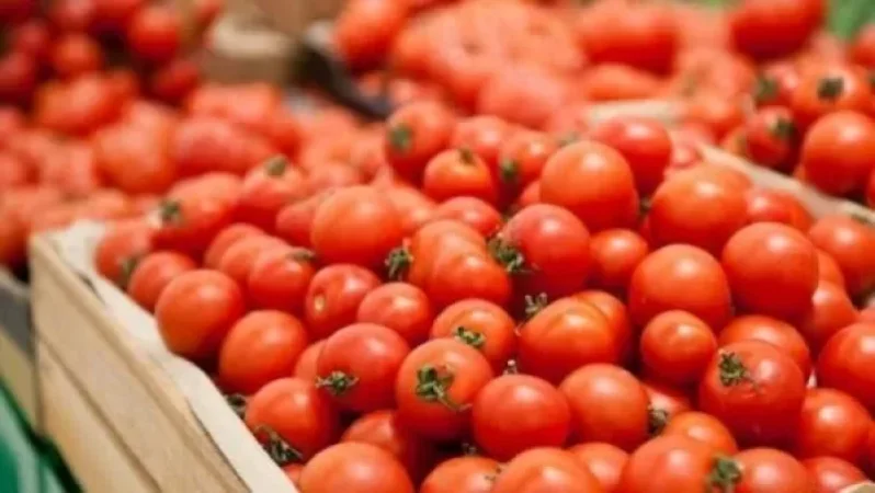 Ռուսաստանում հայտնաբերվել է ադրբեջանական վարակված լոլիկի նոր խմբաքանակ