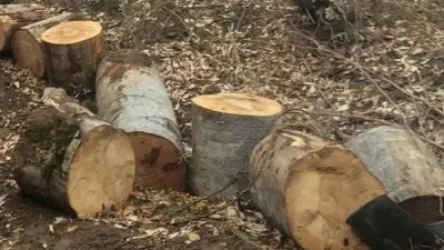 Տավուշում  անտառապահին մեղադրանք է առաջադրվել 5մլն 790 հազար դրամ կաշառք ստանալու համար. ՔԿ