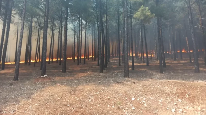 Photos: Forest Fires Erupt Near Turkish Bodrum Airport