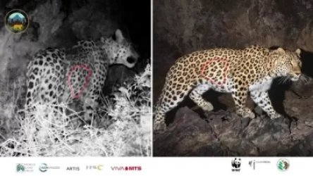 ՏԵՍԱՆՅՈՒԹ. Հայաստանը, հավանաբար, կովկասյան հովազի բազմացող զույգ կունենա