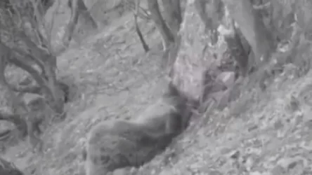 ՏԵՍԱՆՅՈՒԹ․ «Քորվող արջը»՝ Խոսրովի անտառում