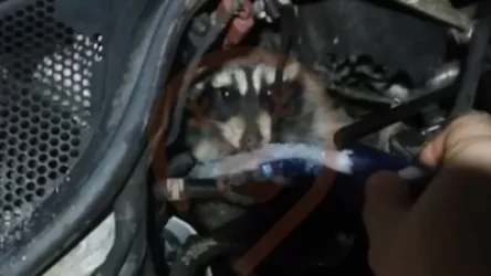 ՏԵՍԱՆՅՈՒԹ. Մոսկվայում ջրարջը մտել է ավտոմեքենայի շարժիչի մեջ և քնել