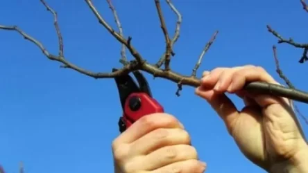 ԶԳՈՒՇԱՑՈՒՄ. Ծառերի էտ և այգեբաց չկատարել