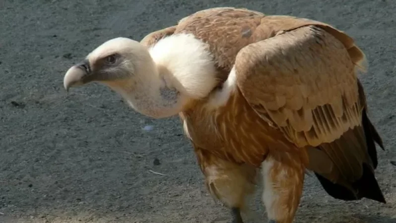 24-ամյա երիտասարդը Կարմիր գրքում գրանցված թռչուն է որսացել