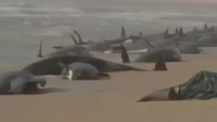 ՏԵՍԱՆՅՈՒԹ. Ավստրալիայում մոտ 200 կետ է սատկել