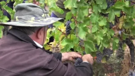 Գյուղացին` կոտրած տաշտակի առաջ. տոննաներով բերքը հասել ու վազերին է մնում, գործարանները չեն ընդունում