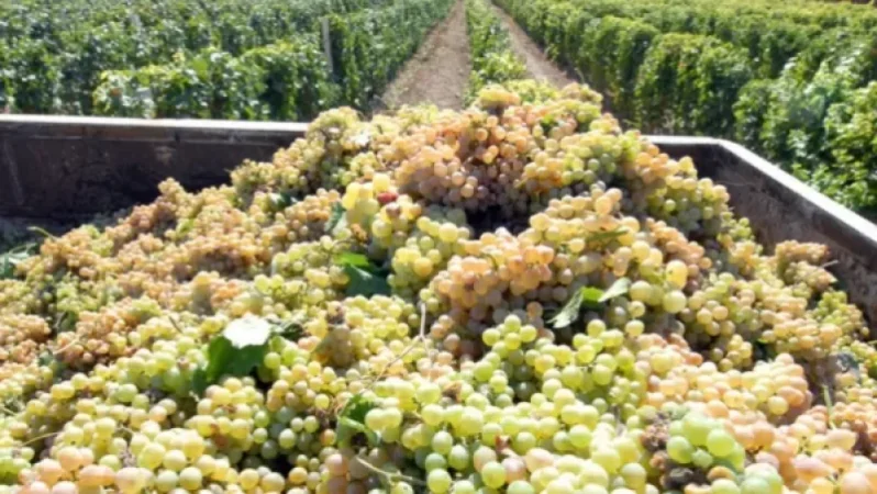 Խաղողագործներին խոստացած որոշումն ընդունվեց. մանրամասներ