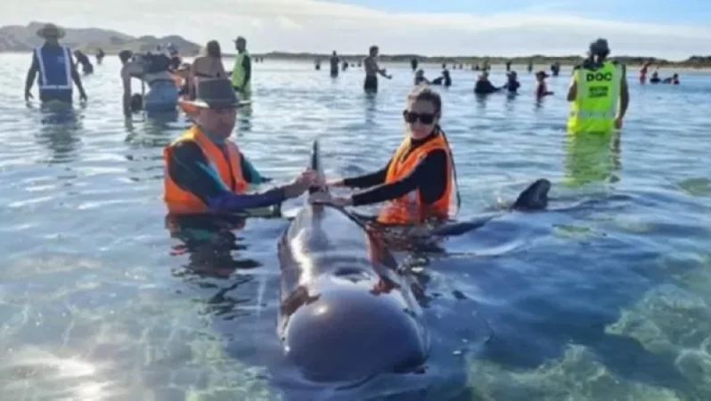 Ինչո՞ւ է Նոր Զելանդիայում մոտ 50 դելֆին նետվել ափ
