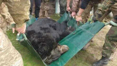 Լիման քաղաքում զինվորականները փրկել են արկից տուժած արջի կյանքը