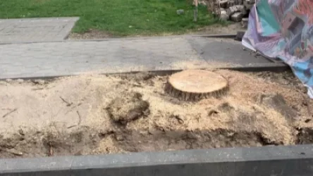 ՏԵՍԱՆՅՈՒԹ. «Հաստաբուն բողբոջած ծառերը քոքից ոչնչացնում են». օգտատերն ահազանգում է