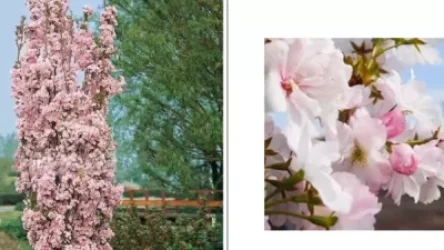 ՏԵՍԱՆՅՈՒԹ․ Երևանի փողոցները, այգիները կհամալրվեն արժեքավոր, եզակի ծառաթփատեսակներով