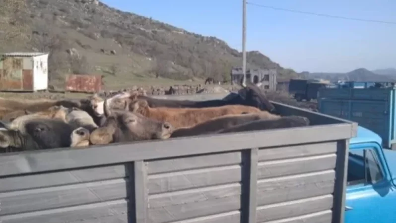 Գնա թուրքից էլ կովերդ ստացի. Ինչու՞ է քաշաթաղցի կինը Սյունիքի մարզպետի քրոջ որդուն կասկածում գողության մեջ