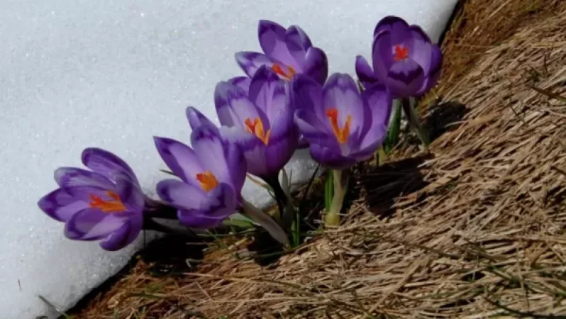 Ձյունը մեկ օրով կհեռանա. եղանակի տեսություն