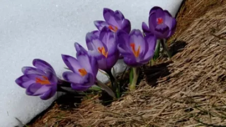 Ձյունը մեկ օրով կհեռանա. եղանակի տեսություն